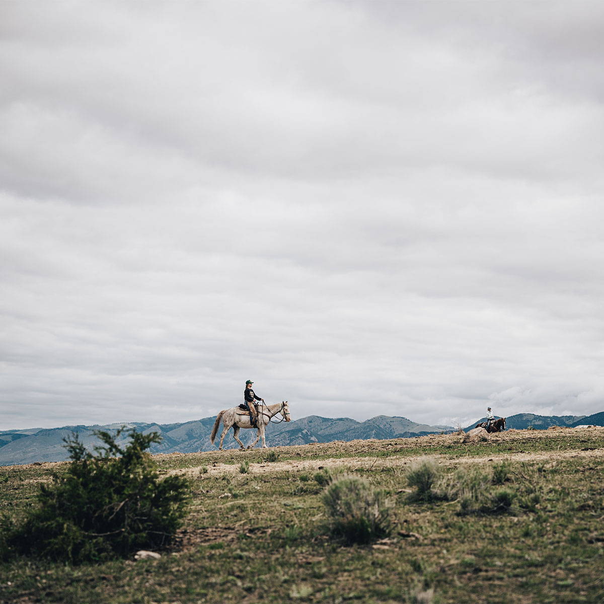 A rider on horseback with mountains in the distance. This represents the American Cattle Co Collection