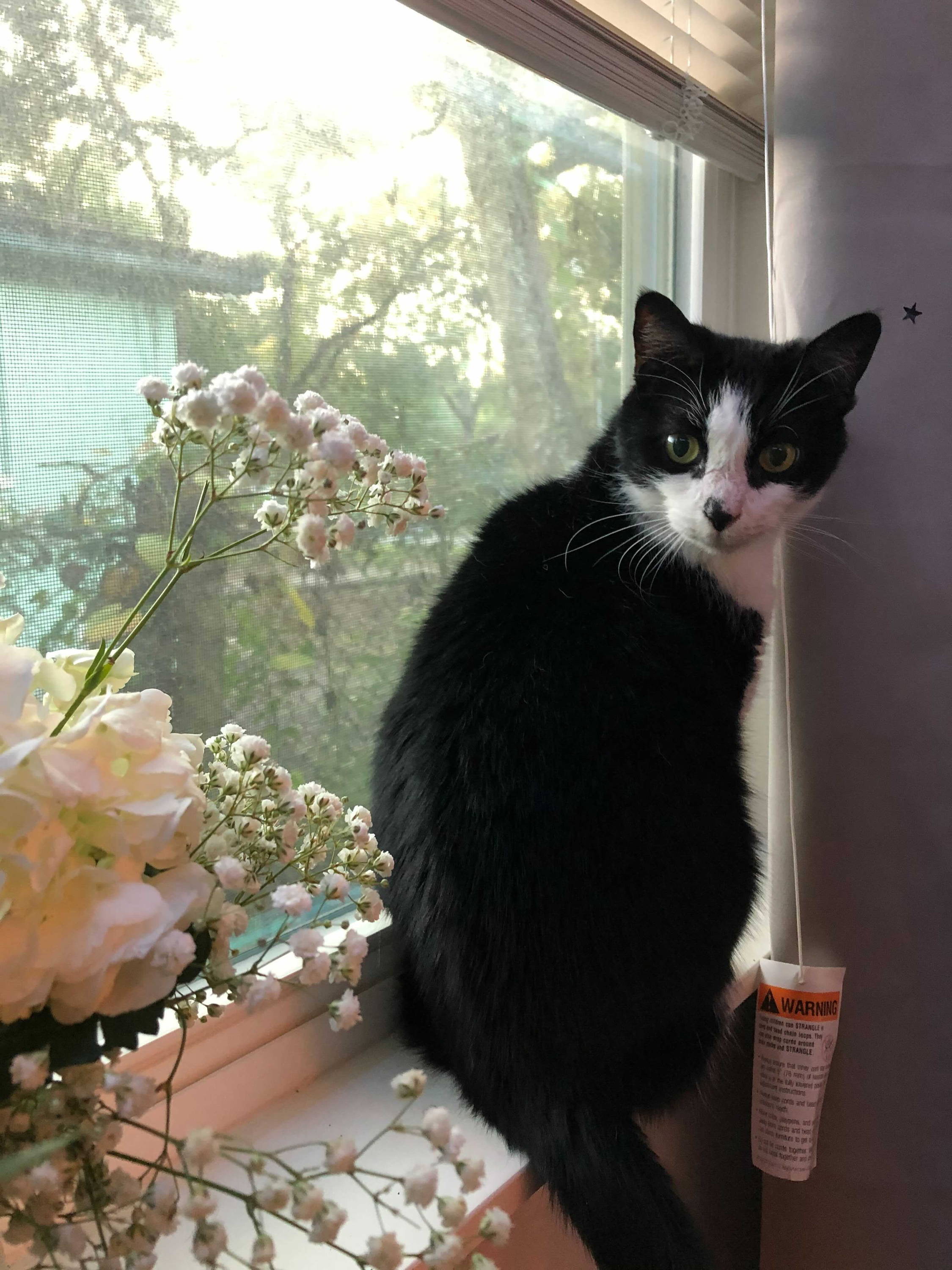 cat in the window sill