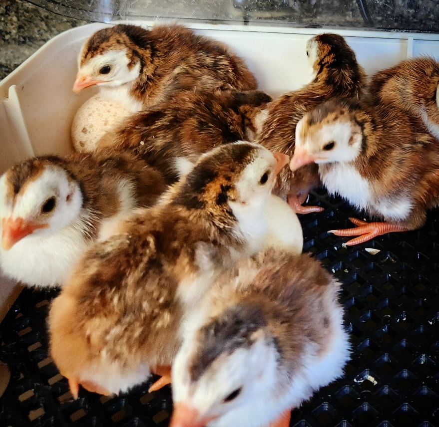 Moorland Cottage Cafe - Voucher - Image 9