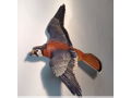 Flying American Kestrel (Sparrow Hawk) by Garton Originals