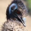 submissive-adult-male-emu-gypsy-shoals-farm submissive-adult-male-emu-gypsy-shoals-farm