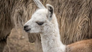 rolfs streichelzoo lama