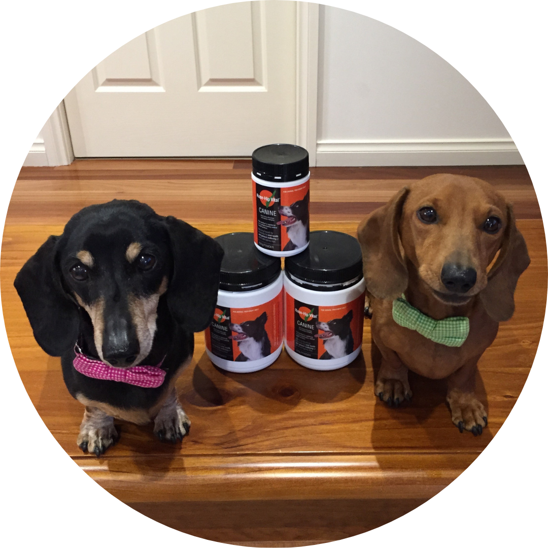 Rose-Hip Vital Canine | Evie Skin Condition