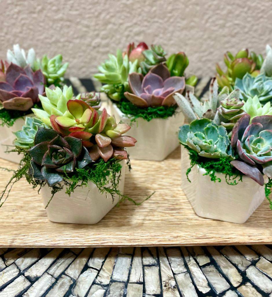 The Succulent Studio products
