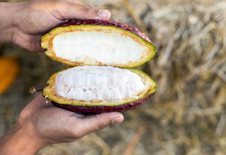 カカオパルプとは