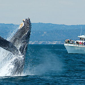 Honeymoon Whale Watching!