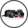 Svartir labrador hvolpar - Black Labrador Puppies Dog - Royal Canin
