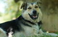 Dog outside doghouse as potential sensor application for pet care.