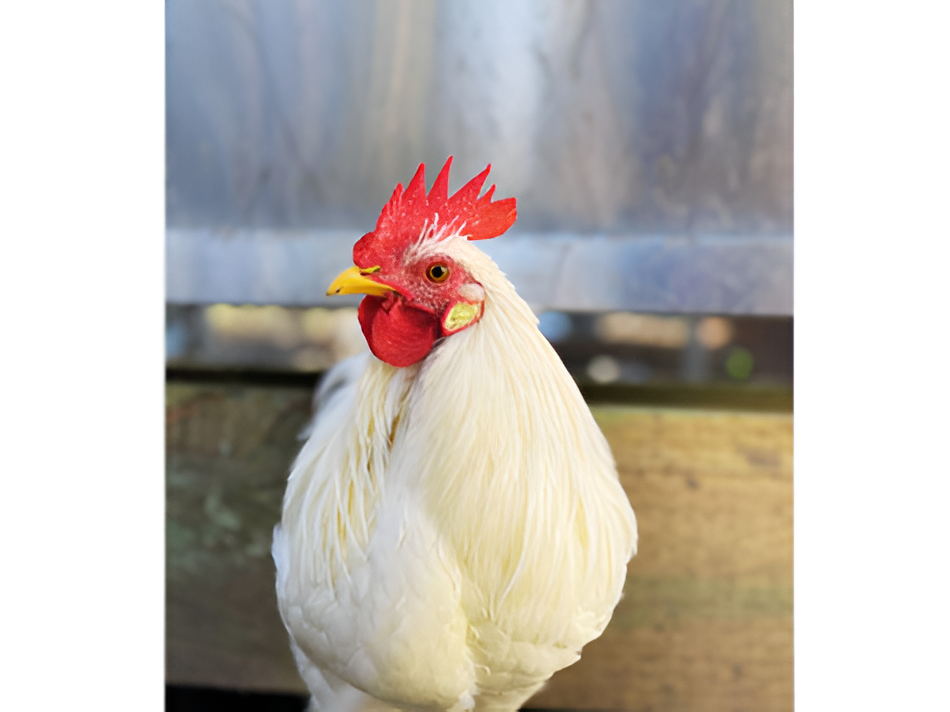 Luckystars Sanctuary Inc Voucher - Image 11