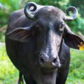 Buffalo ghee murrah buffalo's milk