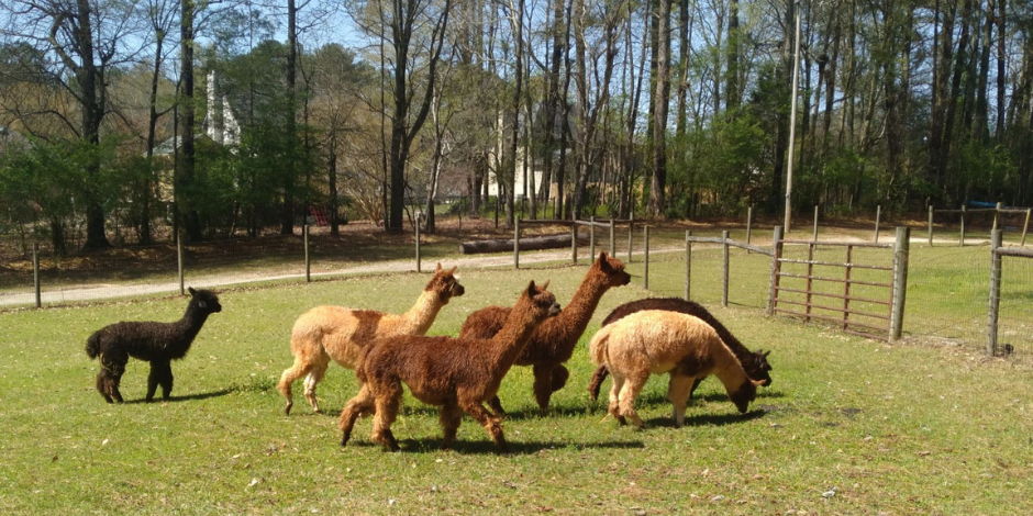 Creekwater Alpaca Farm Barn Tour promotional image