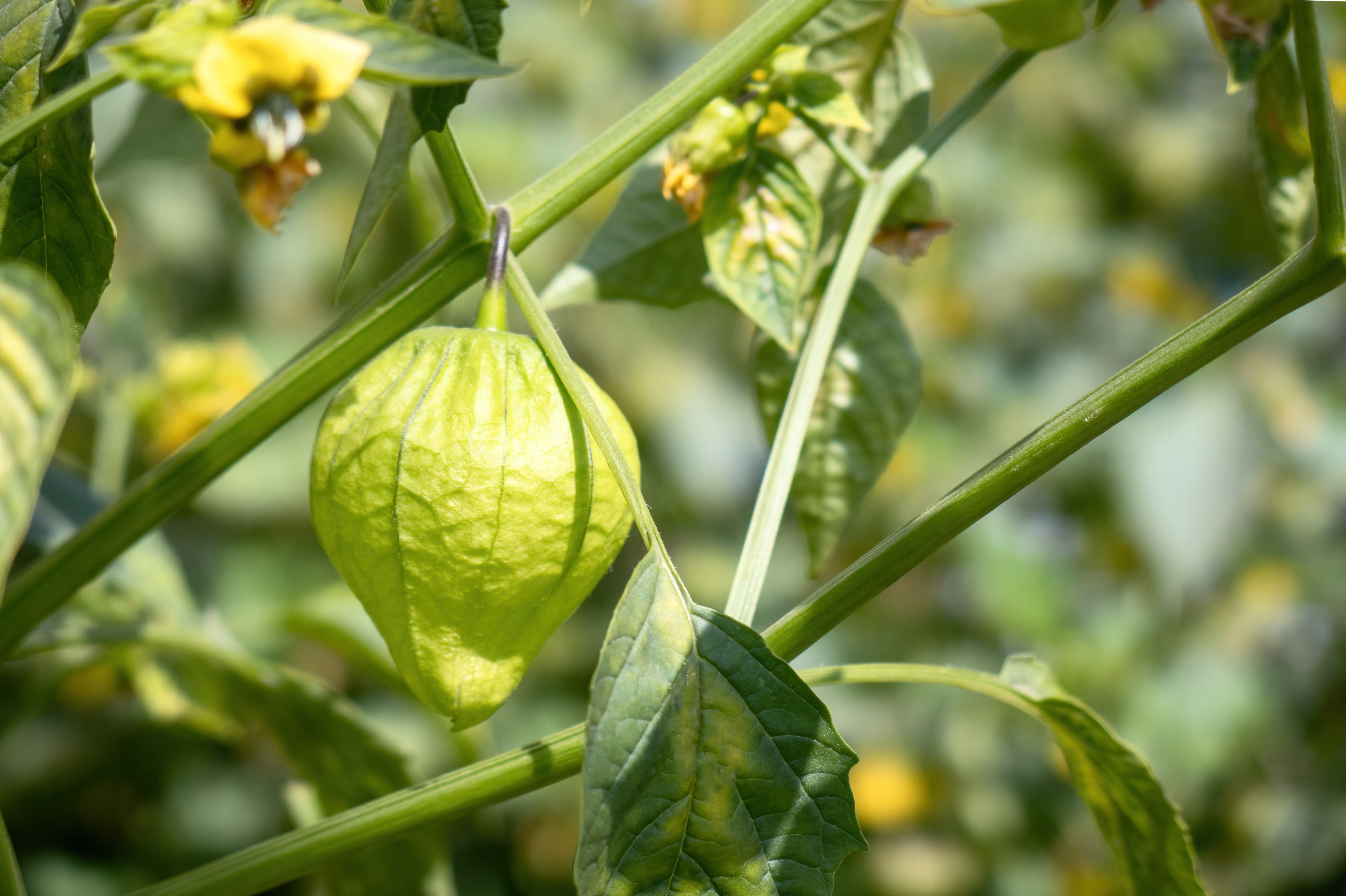 A tomatillo plant with flowers and tomatillos