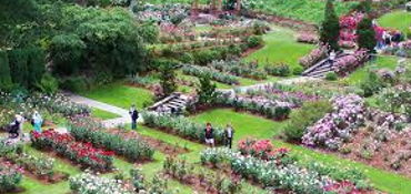 International Rose Test Garden via scenic Skyline road near Portland, OR