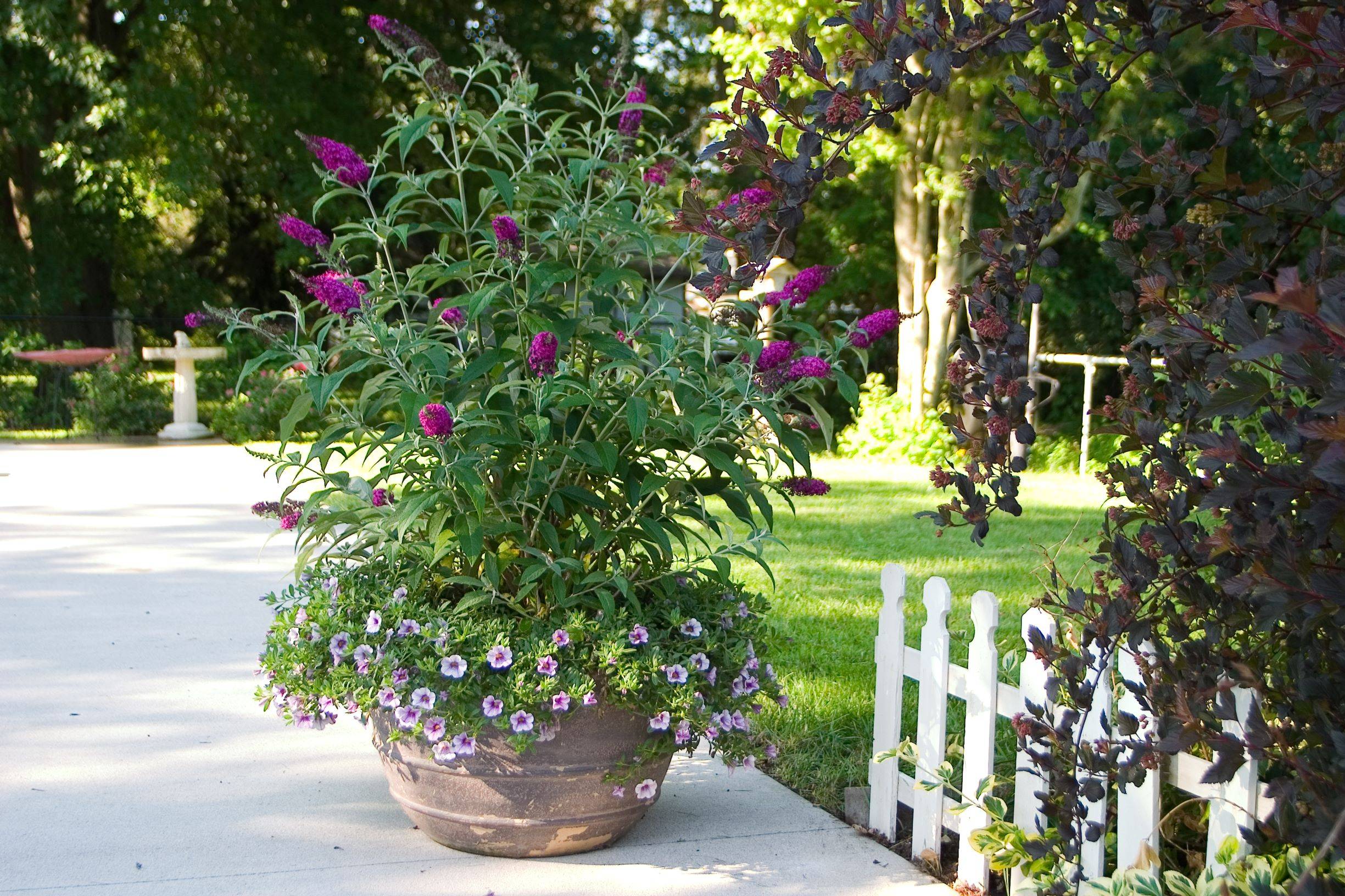 Pink Butterfly Bush in a container