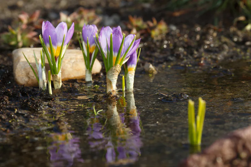 Spring flower bulbs blooming surrounded by flooded water