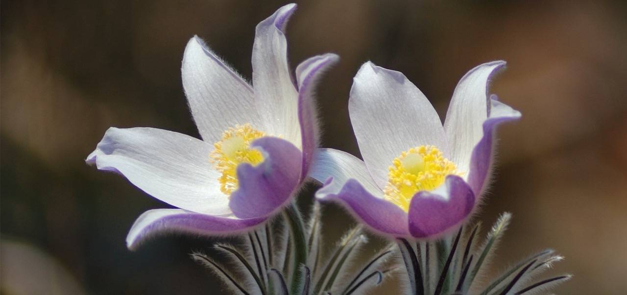 Zwei geöffnete Blüten einer Pulsatillablume