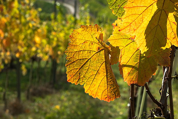  Merano
- Herbst in Südtirol