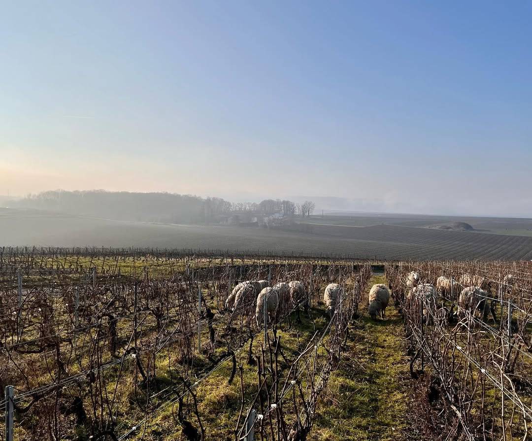Domaine Gerard Peirazeau & Fils, Sophie Charlopin & Laurent Peirazeau, Pinot Noir, Chardonnay, Morey Saint Denis, Chambertin clos de Bèze, Charmes Chambertin Clos De La Roche Clos Saint Denis, Bonnes Mares, Chambolle Musigny, Morey Saint Denis, Coteaux Bourguignons, Burgundy, French winemaker, Singapore, France, French Wine, Fine Wine, Galiena, Fine Wines, Shop, Importer, Wine Singapore