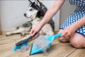 Dog shedding