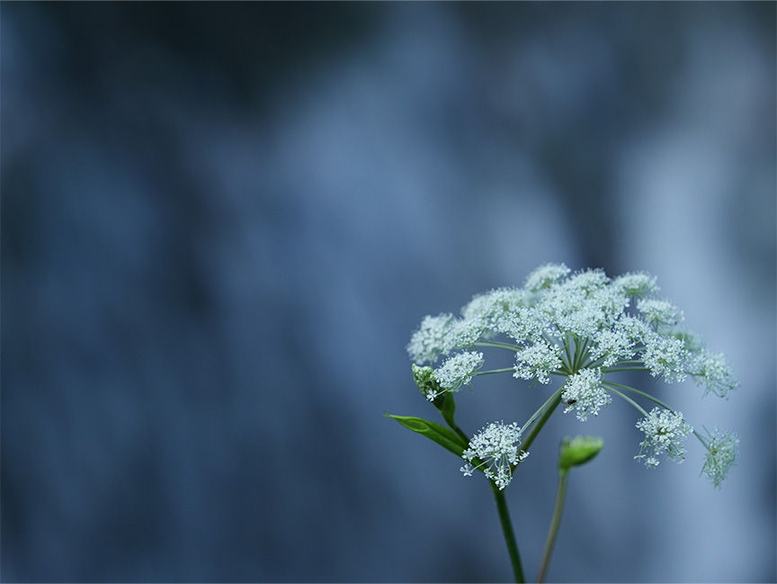 花の写真