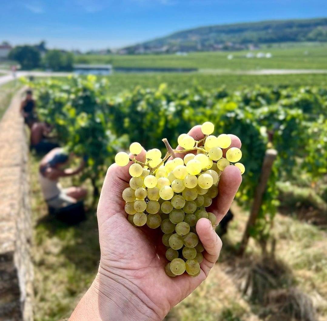 Domaine Morey Coffinet