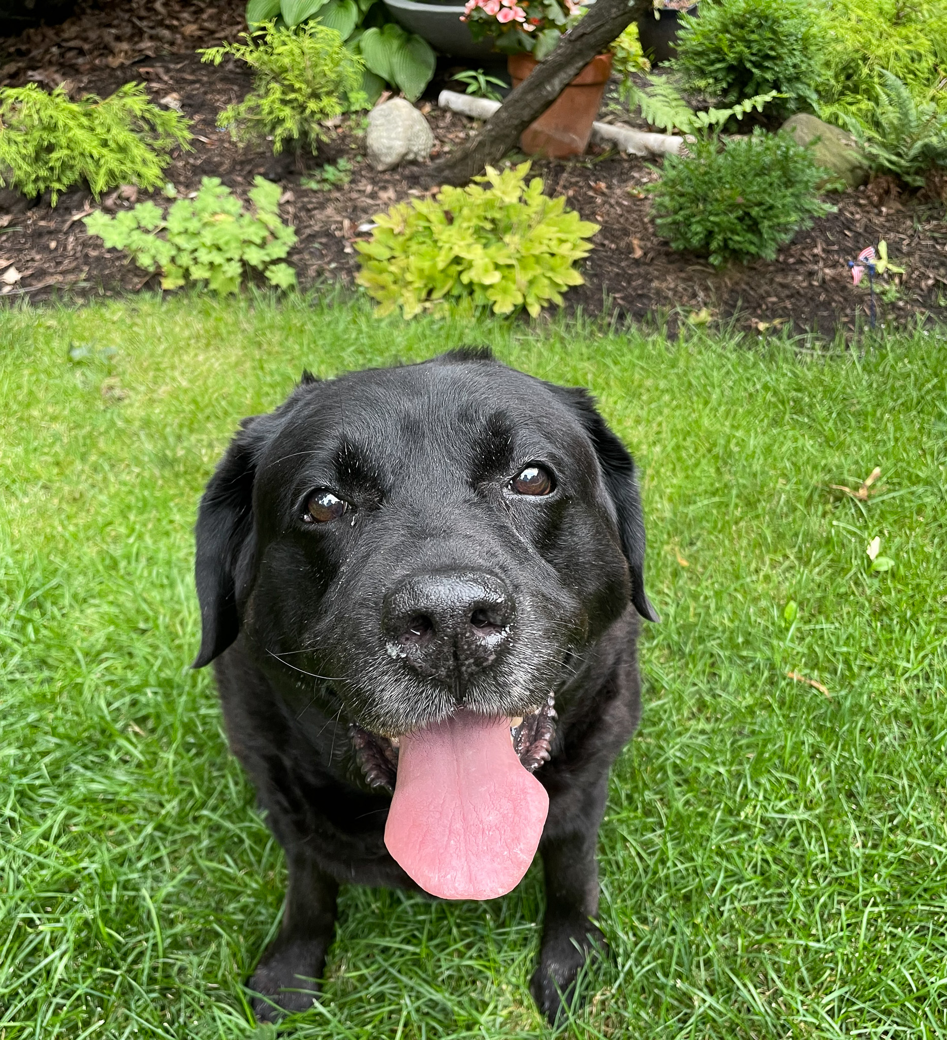 A dog in the garden 