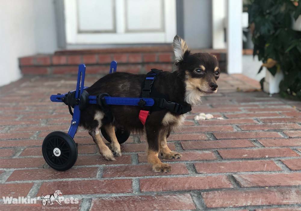 chihuahua suffering from back problems