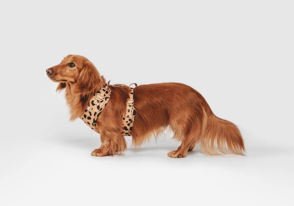 should dachshunds wear harness