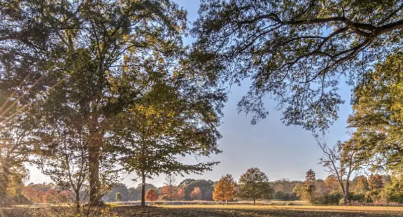 Sunset Tree Tour: The Secrets of Chastain Park