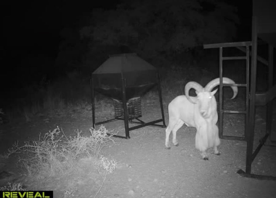 PM Guiding Service hunt photo
