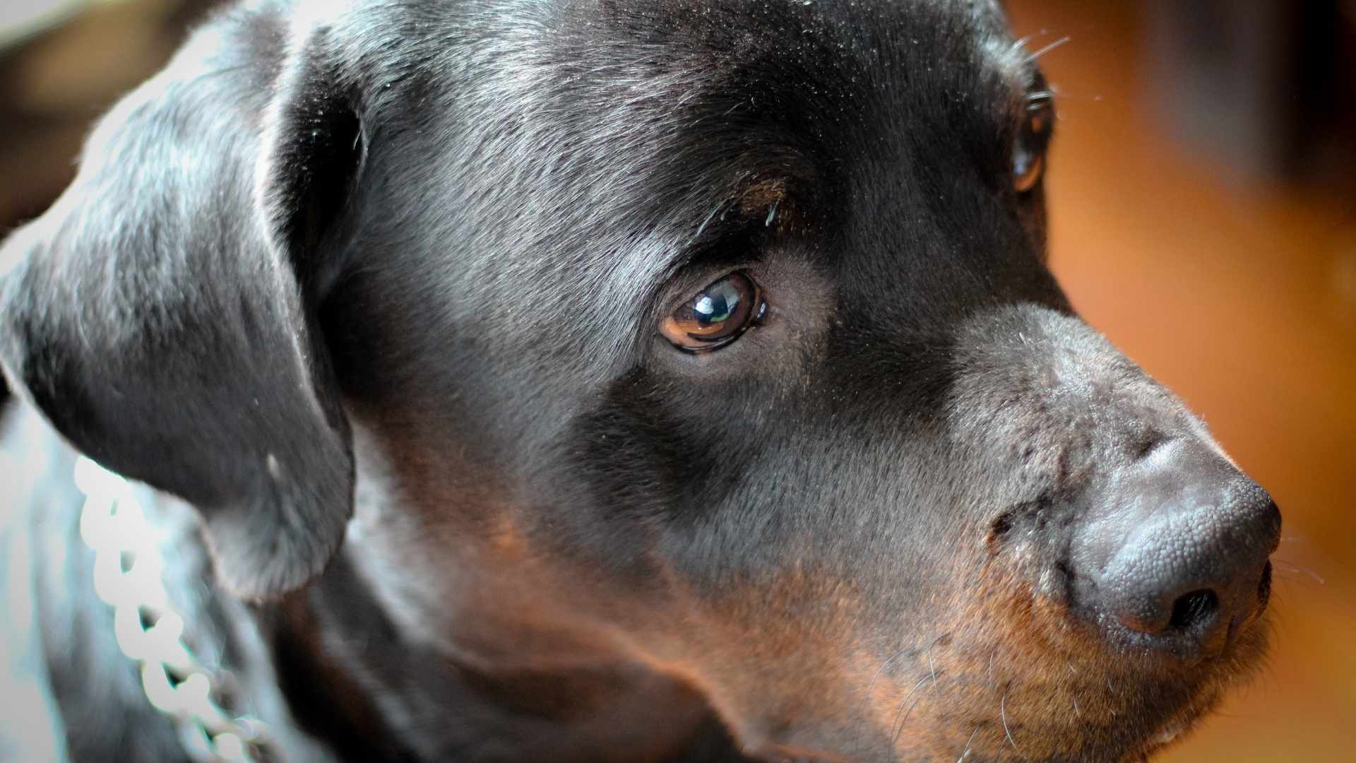 Hund leidet
