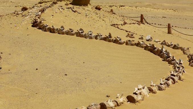Valley of the Whales or Wadi Al-Hitan. Paleontological site in the Faiyum Governorate of Egypt, some 150 kilometres south-west of Cairo. its hundreds of fossils of some of the earliest forms of whales