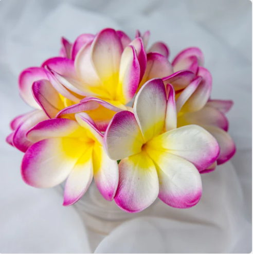 White Fuchsia Frangipani Flowerhead (6 Pack) - Realistic Artificial Flowers - Image 5