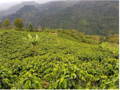 Coffee farm in Opalaca, Honduras