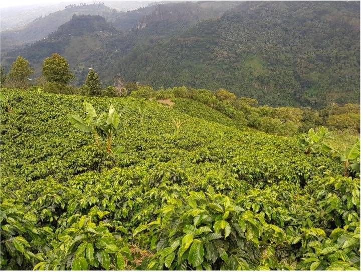 High-altitude coffee farm in the Opalaca region of Honduras