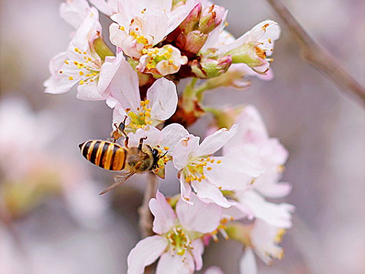  P17 NW42
- Enjoy flowers throughout the year while helping save the bees in your home garden.