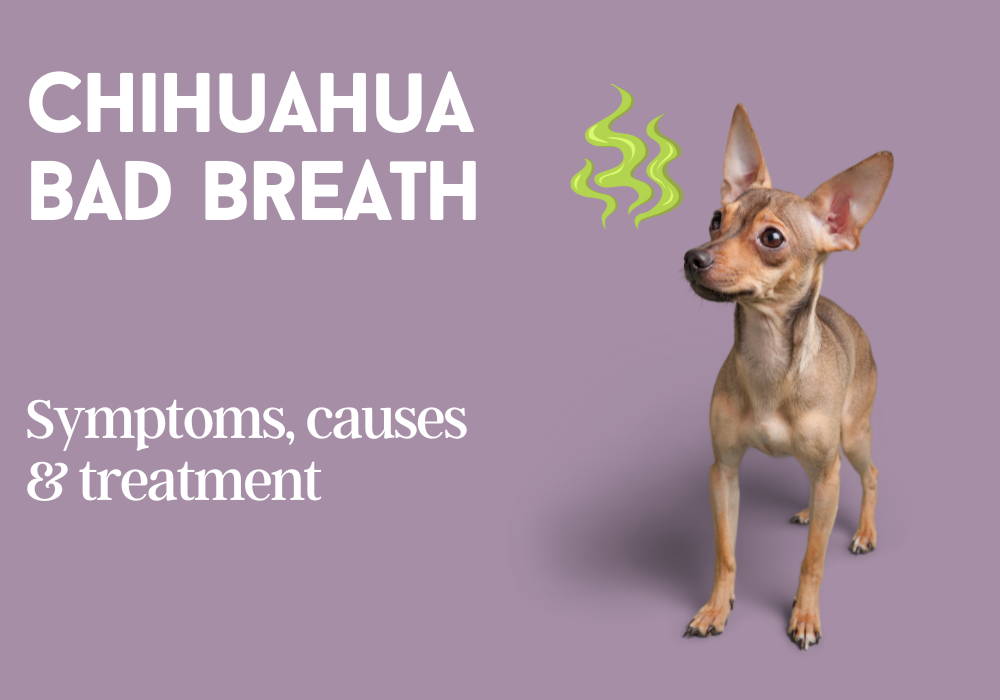 chihuahua bad breath