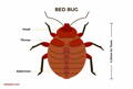 Bed Bug characteristics: Premo Guard Bed Bug Spray