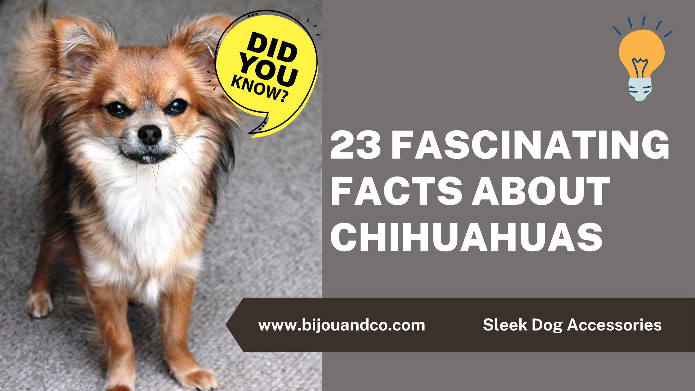 📌 26 Fascinating Facts About Chihuahuas – Bijou and Co.