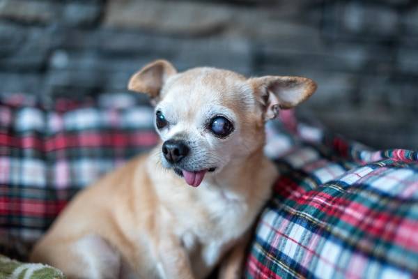 chihuahua suffering from cataracts