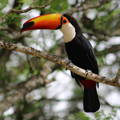 Toucan with orange beak sitting on branch