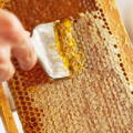 removing-caps-from-honey-comb-gypsy-shoals-farm