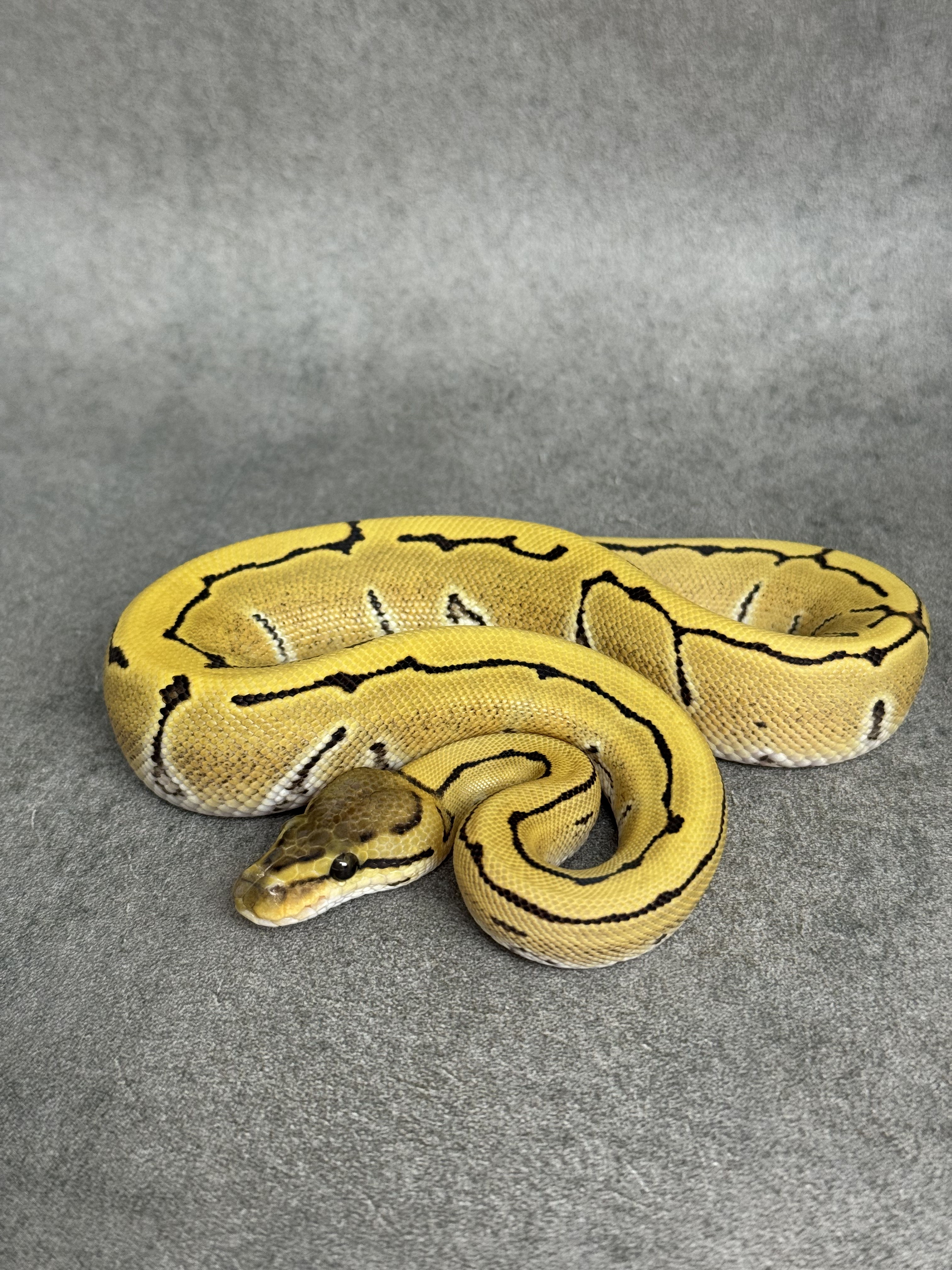 Pinstripe Desert Ghost Het Clown