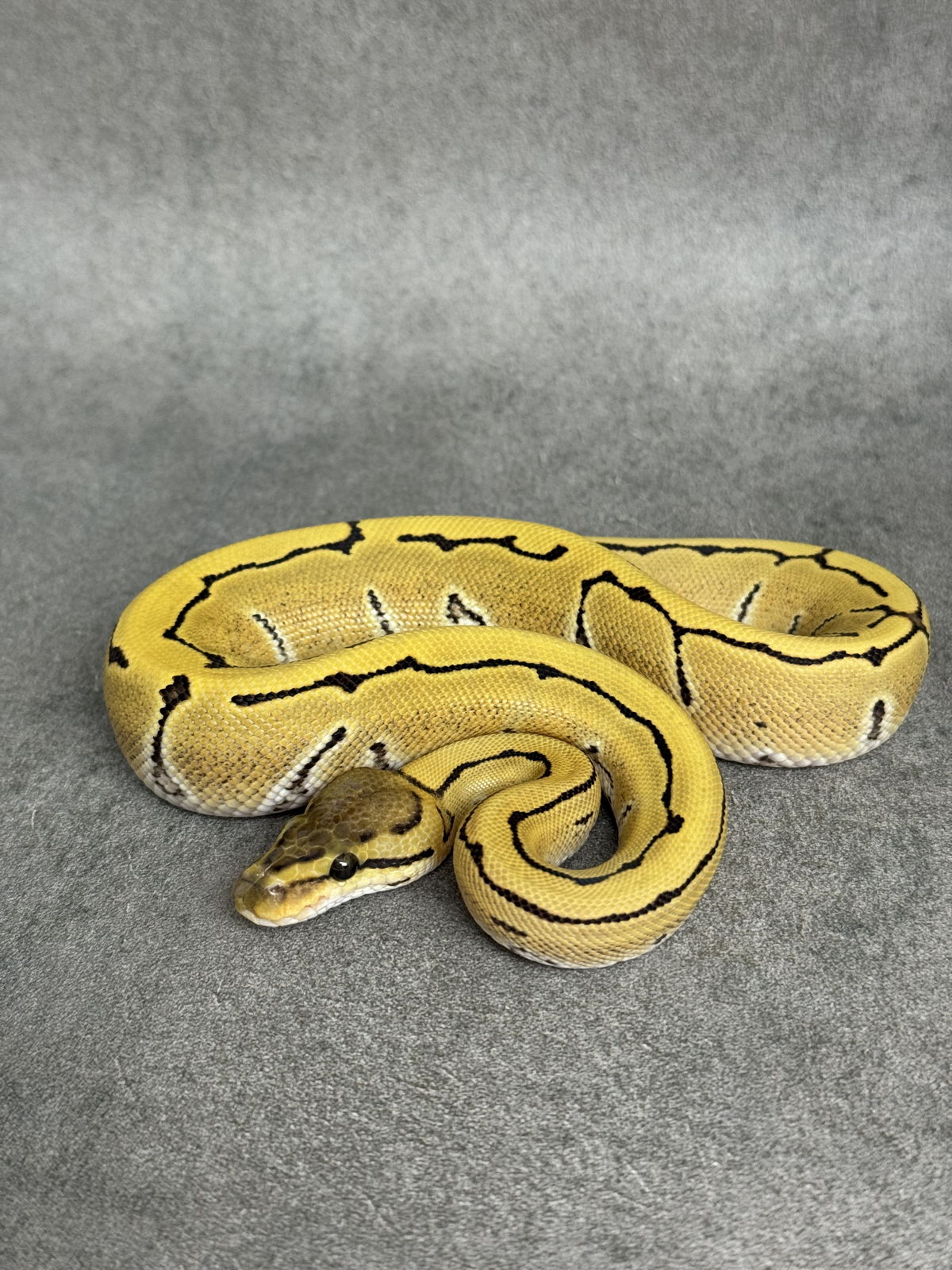 Pinstripe Desert Ghost Het Clown