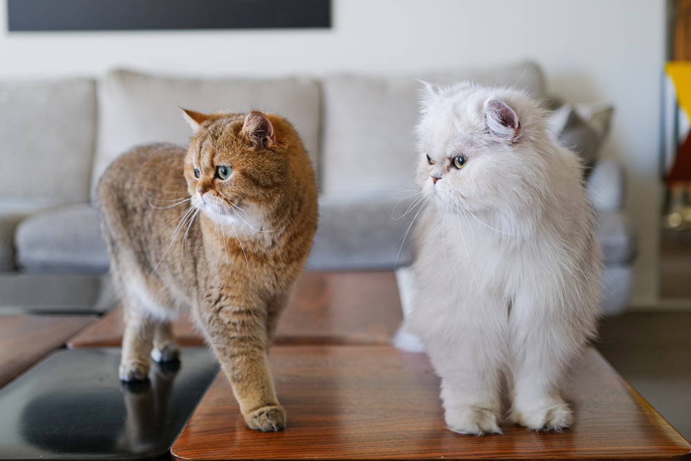 コラムTOP｜ポール ＆ ジョー公式オンラインストア