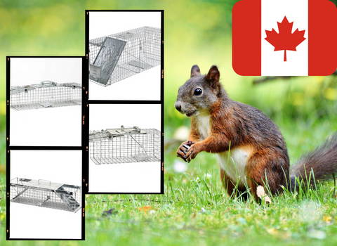 squirrel_live_traps_canada