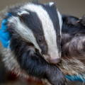 Badger cub receiving treatment from the Brent Lodge Wildlife Hospital