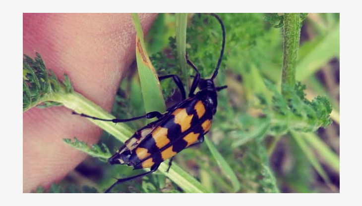 foto galerie bushcraft sauerland kindergeburtstag im wald