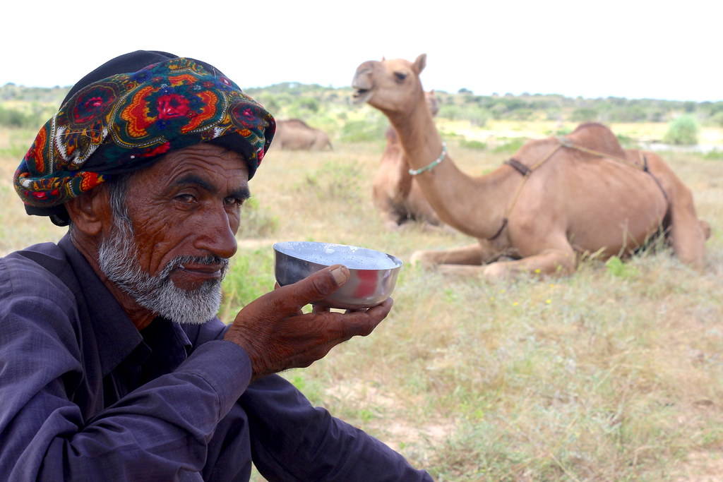 Ancient beauty secrets of camel milk