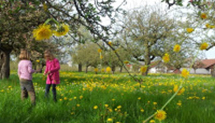 wiese landart lowenzahn
